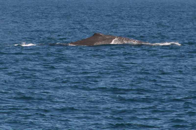 Nieuw-Zeeland 2011 - 1220